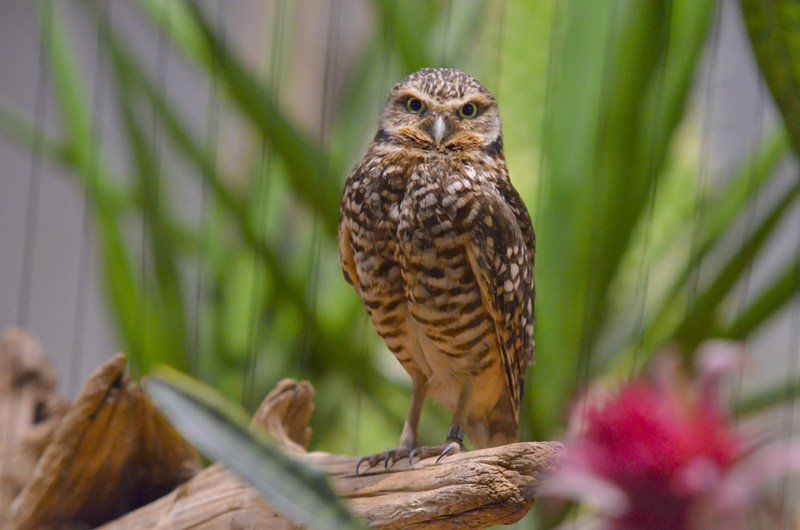 Burrowing owl at St. Louis Zoo